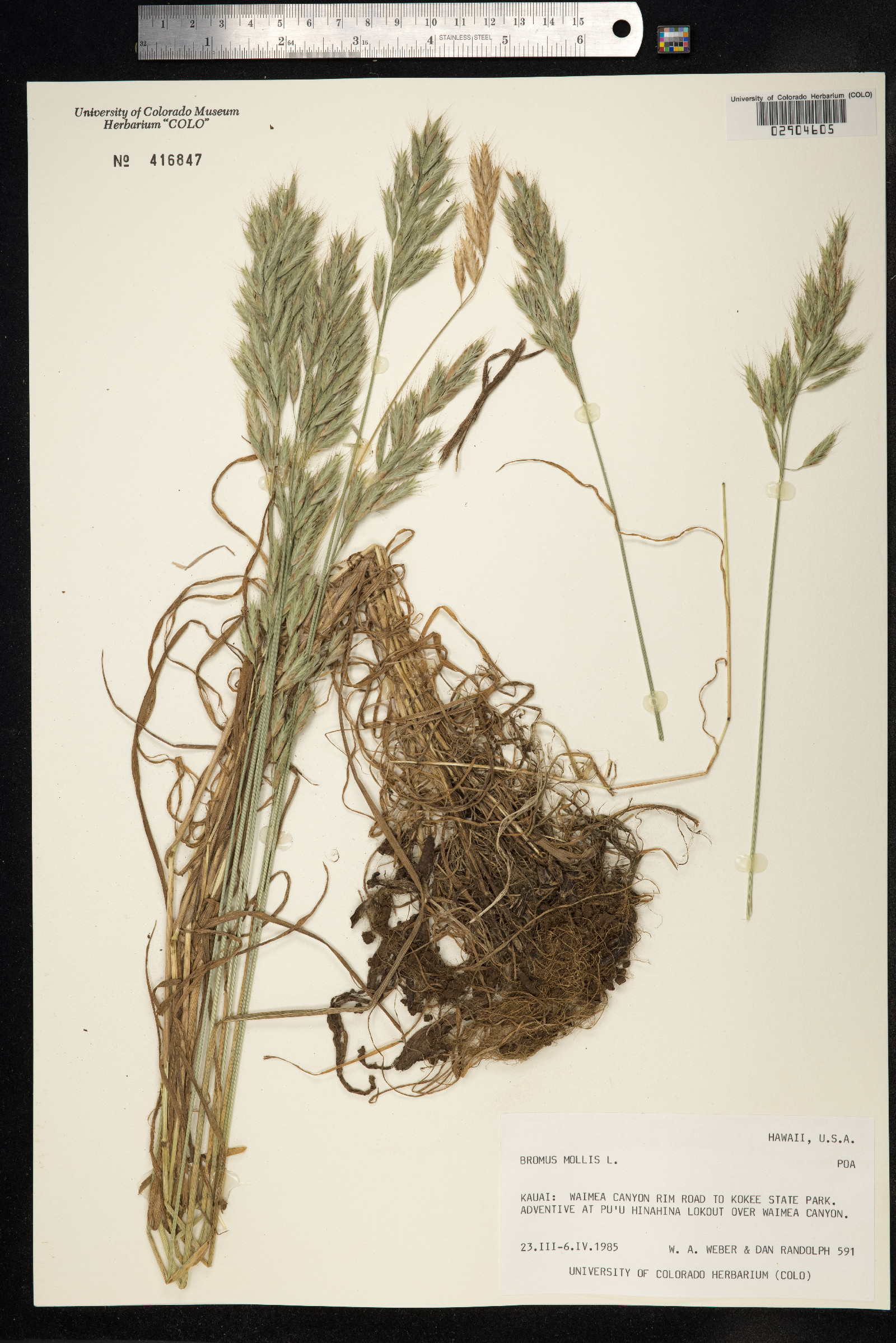 Bromus hordeaceus image