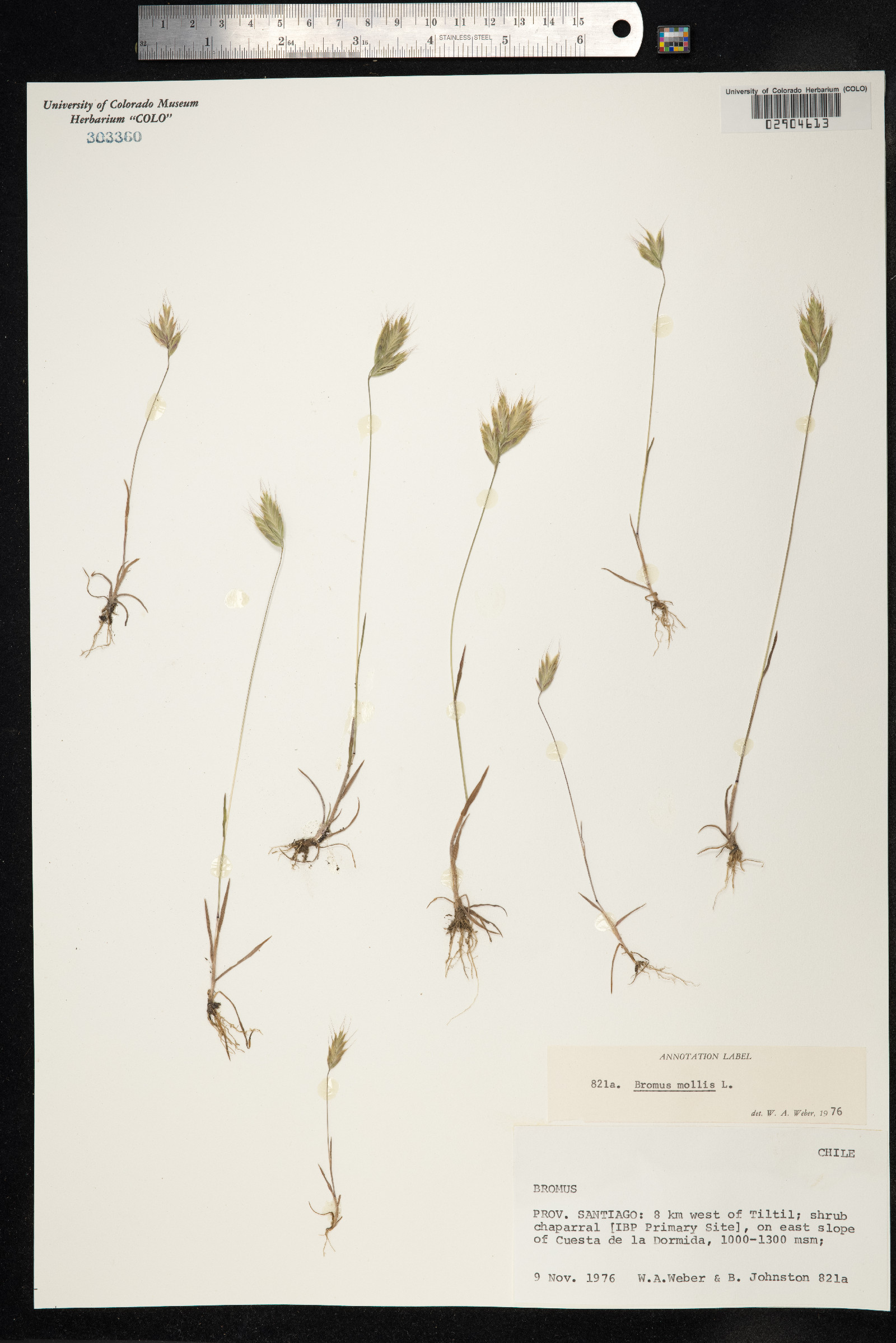 Bromus hordeaceus image