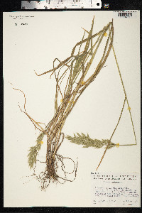 Bromus hordeaceus image