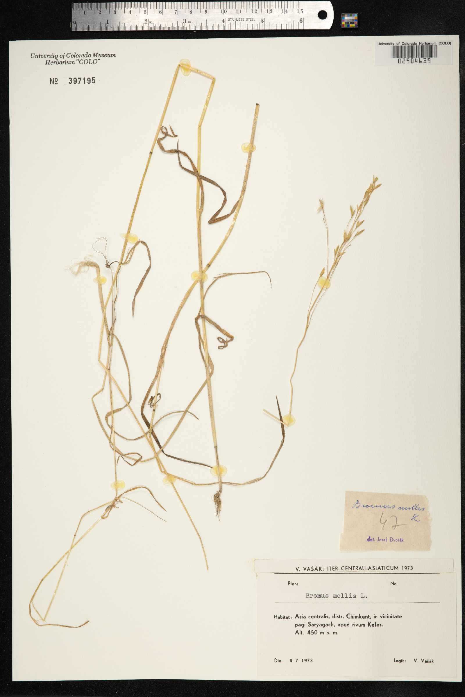 Bromus hordeaceus image