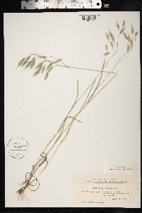 Bromus japonicus image