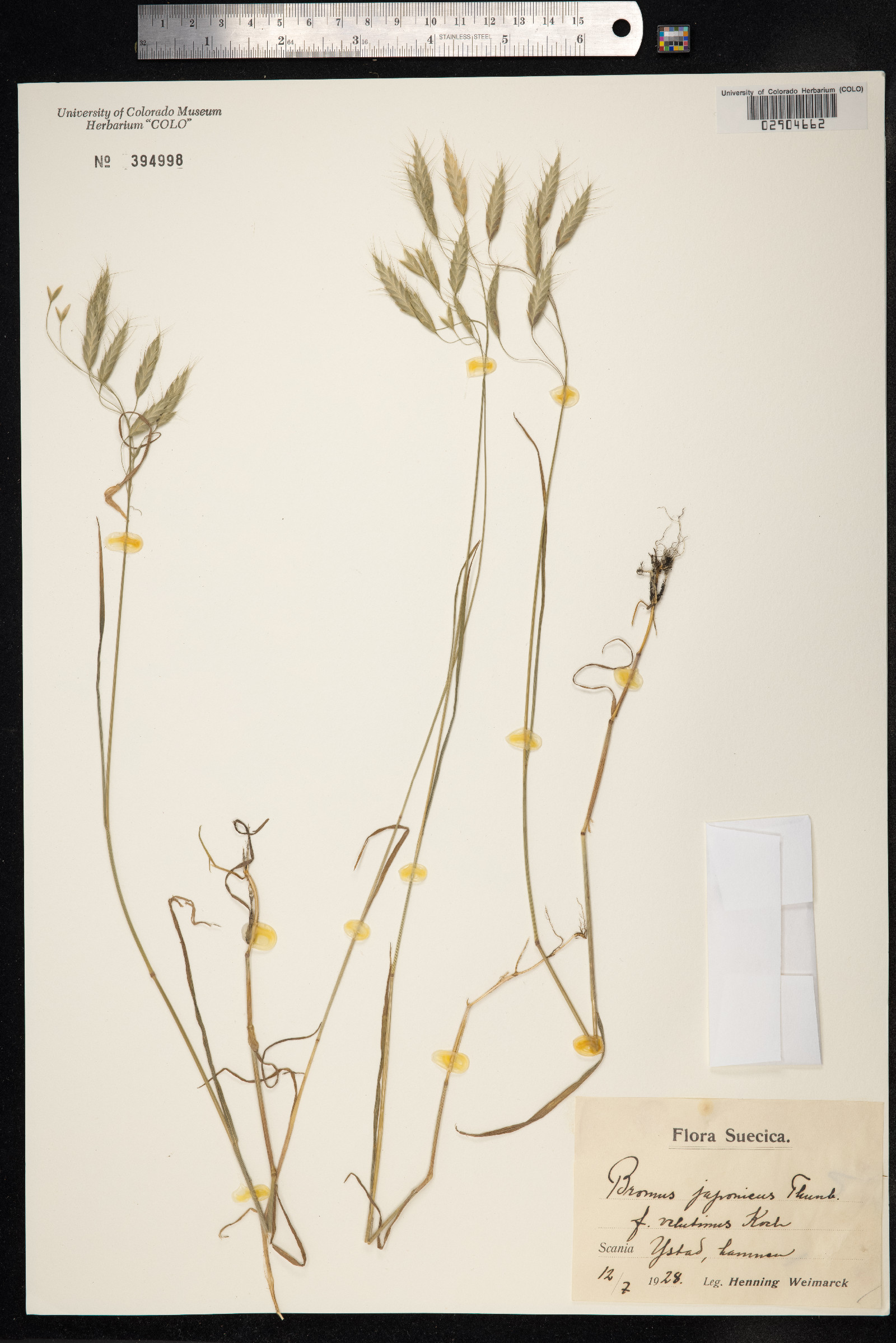 Bromus japonicus image