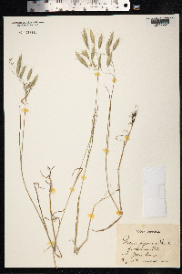 Bromus japonicus image