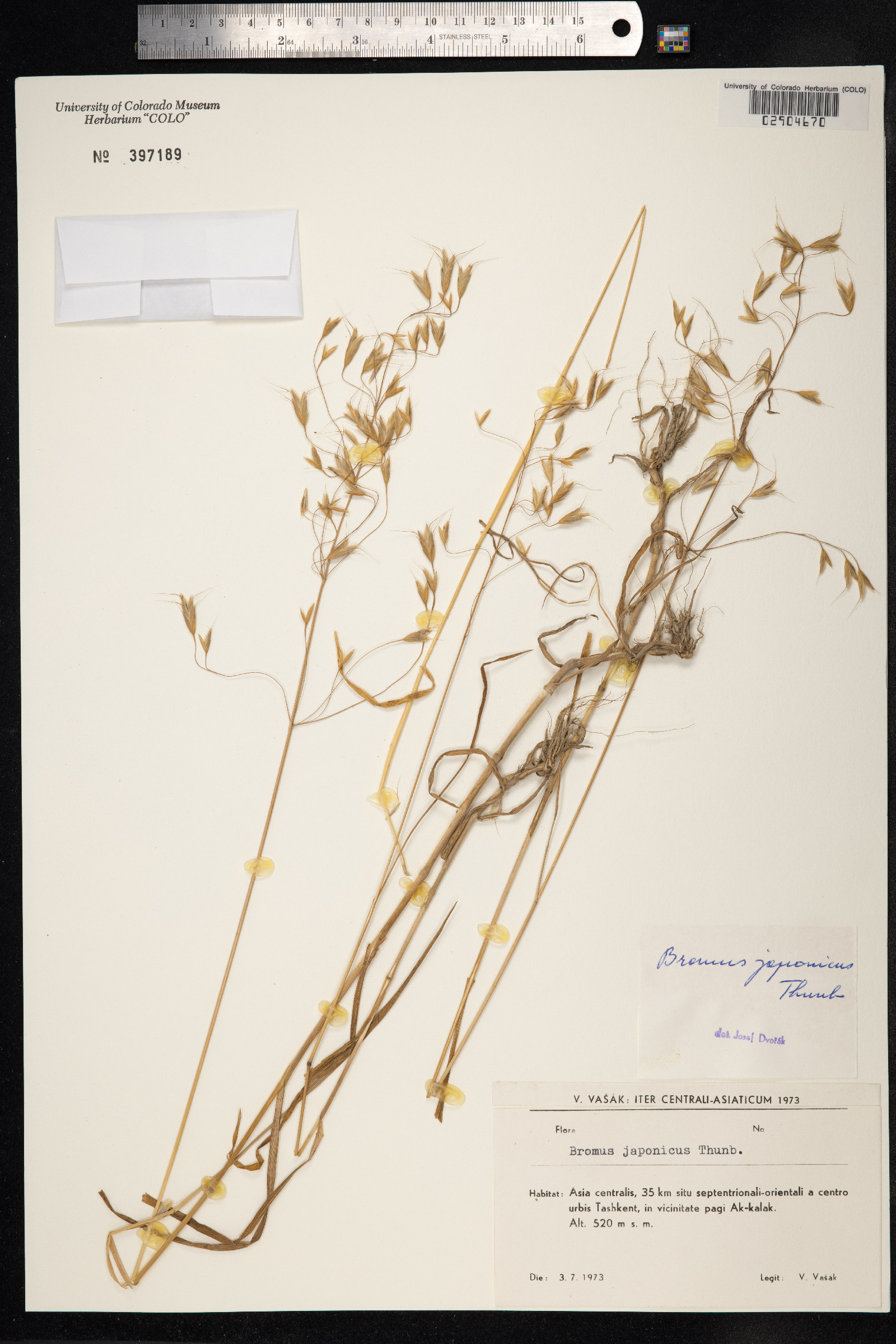 Bromus japonicus image