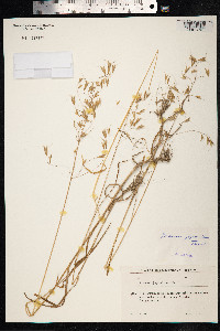 Bromus japonicus image