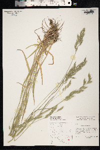 Bromus hordeaceus image