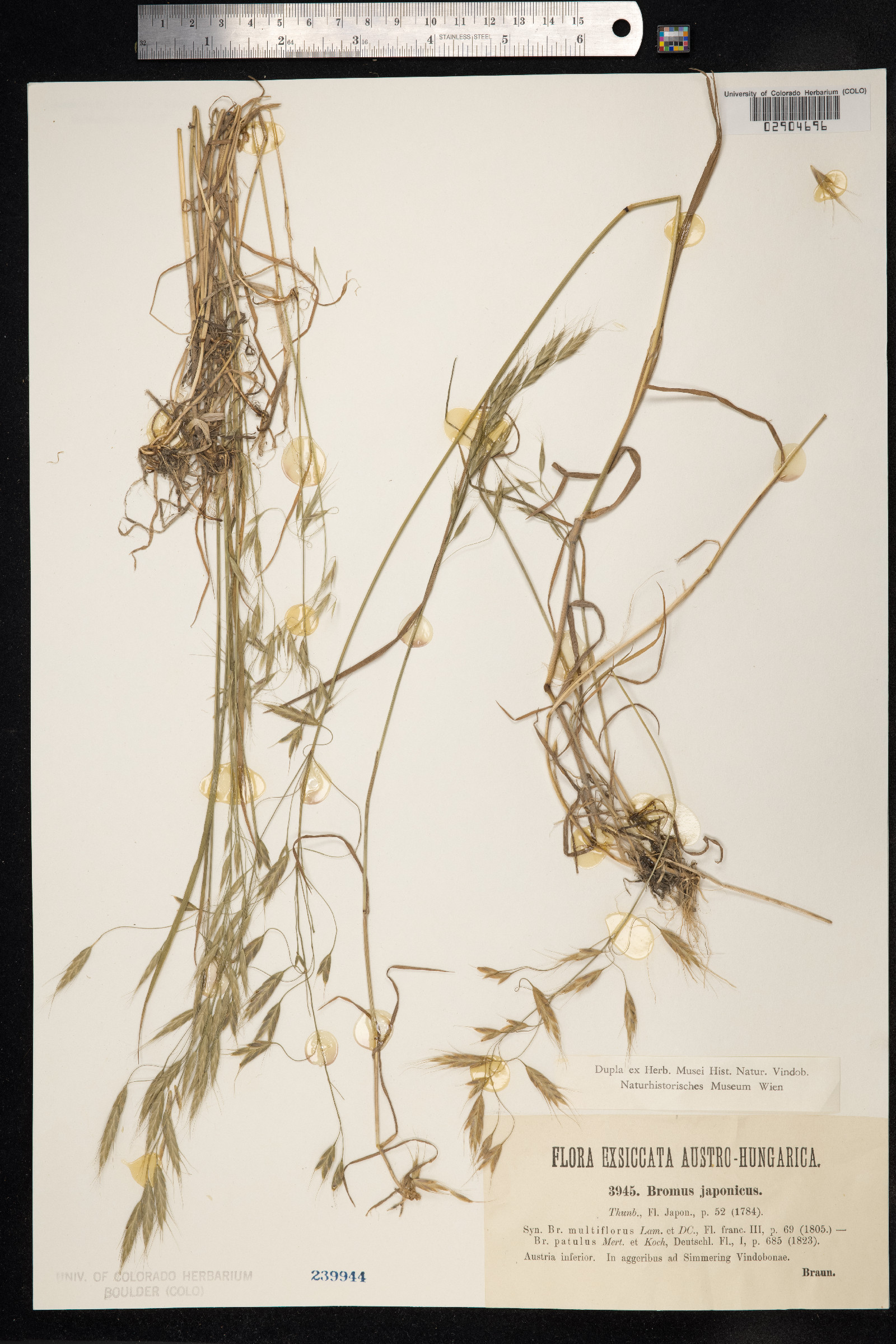 Bromus japonicus image