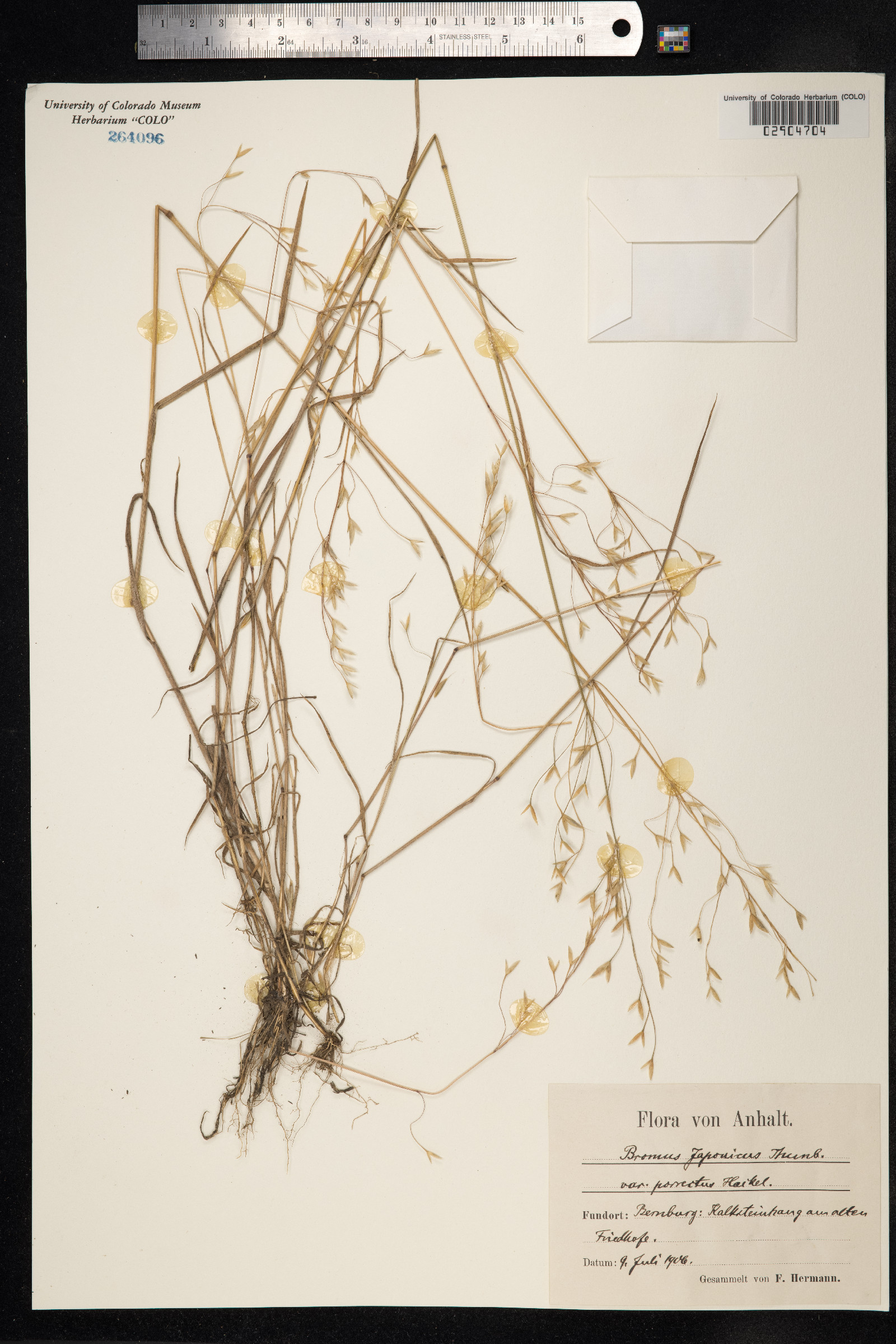Bromus japonicus image