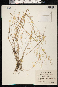 Bromus japonicus image