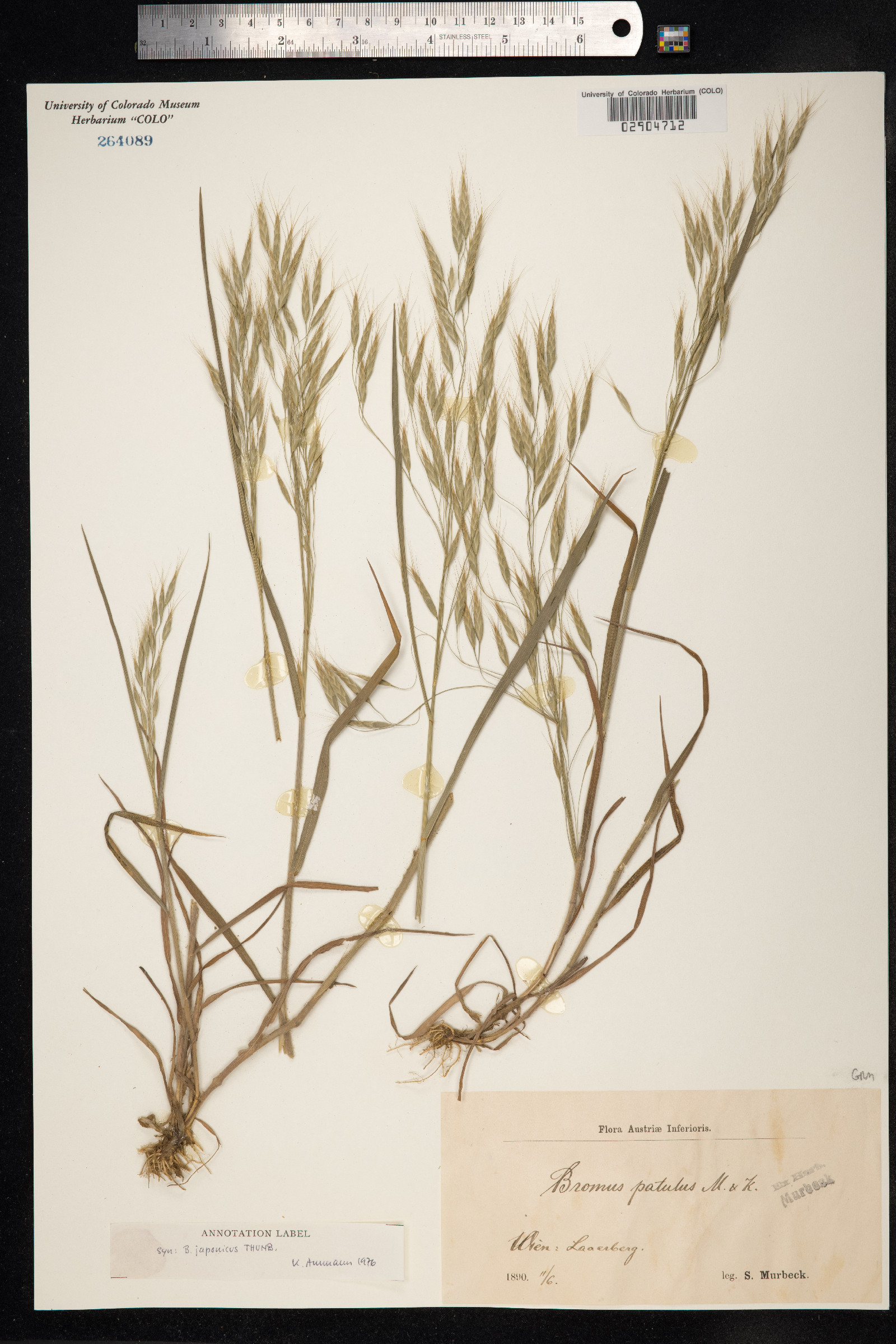 Bromus japonicus image