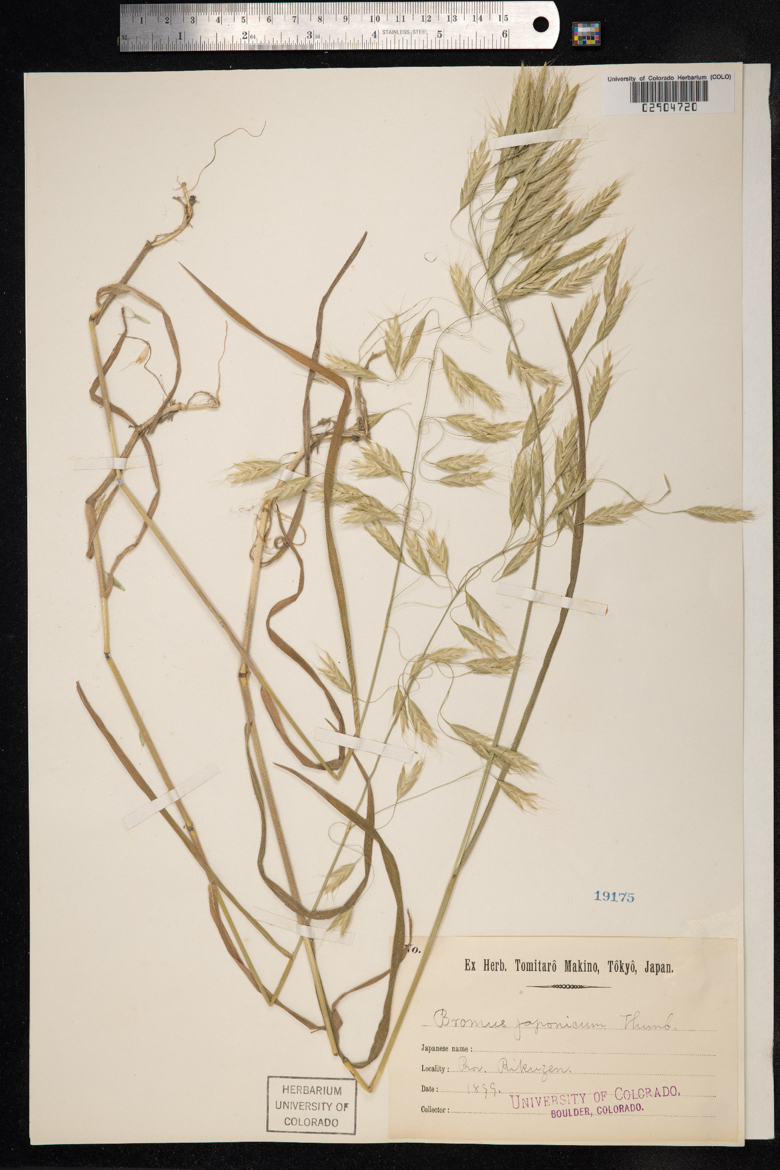 Bromus japonicus image