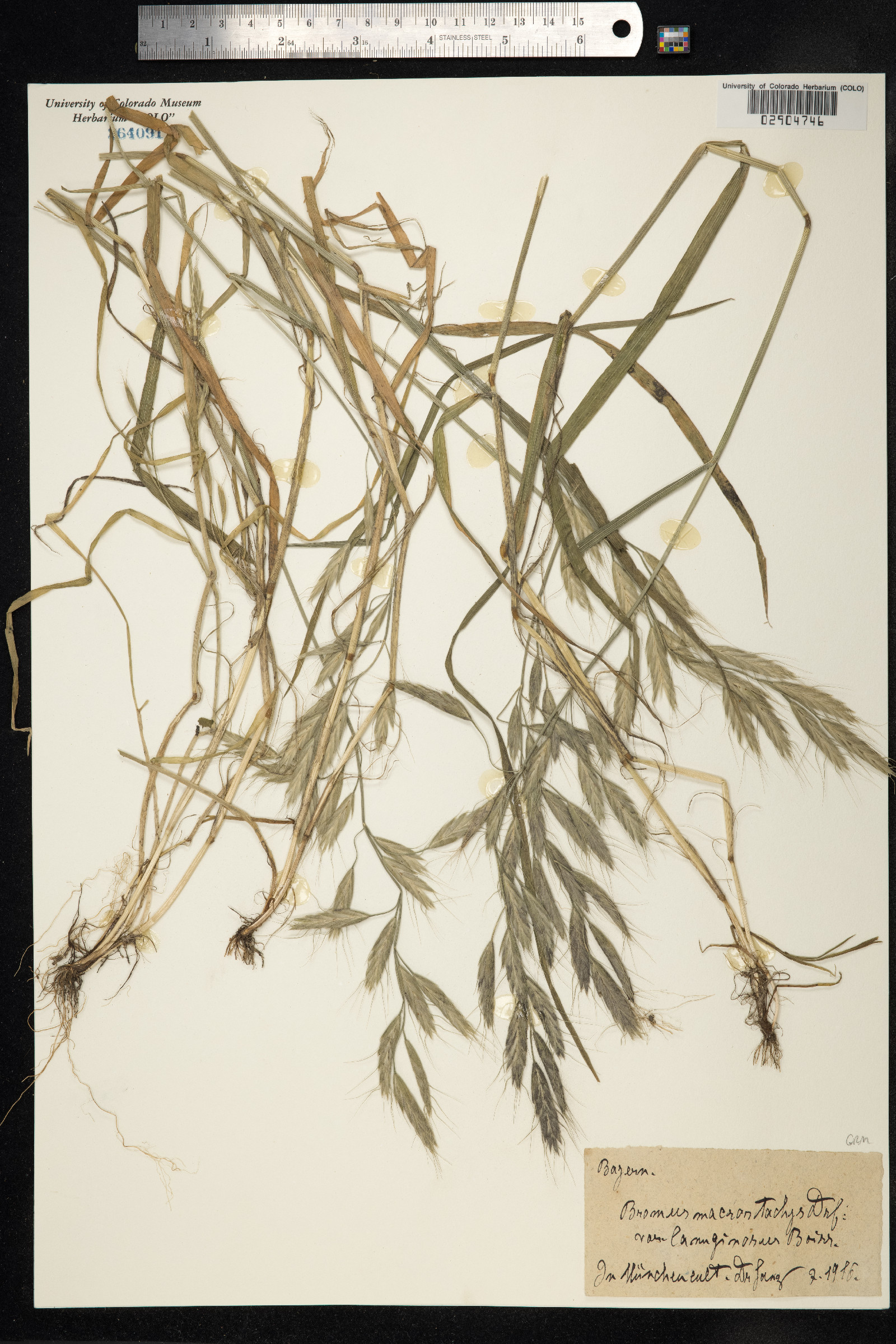 Bromus lanceolatus image