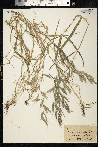 Bromus lanceolatus image