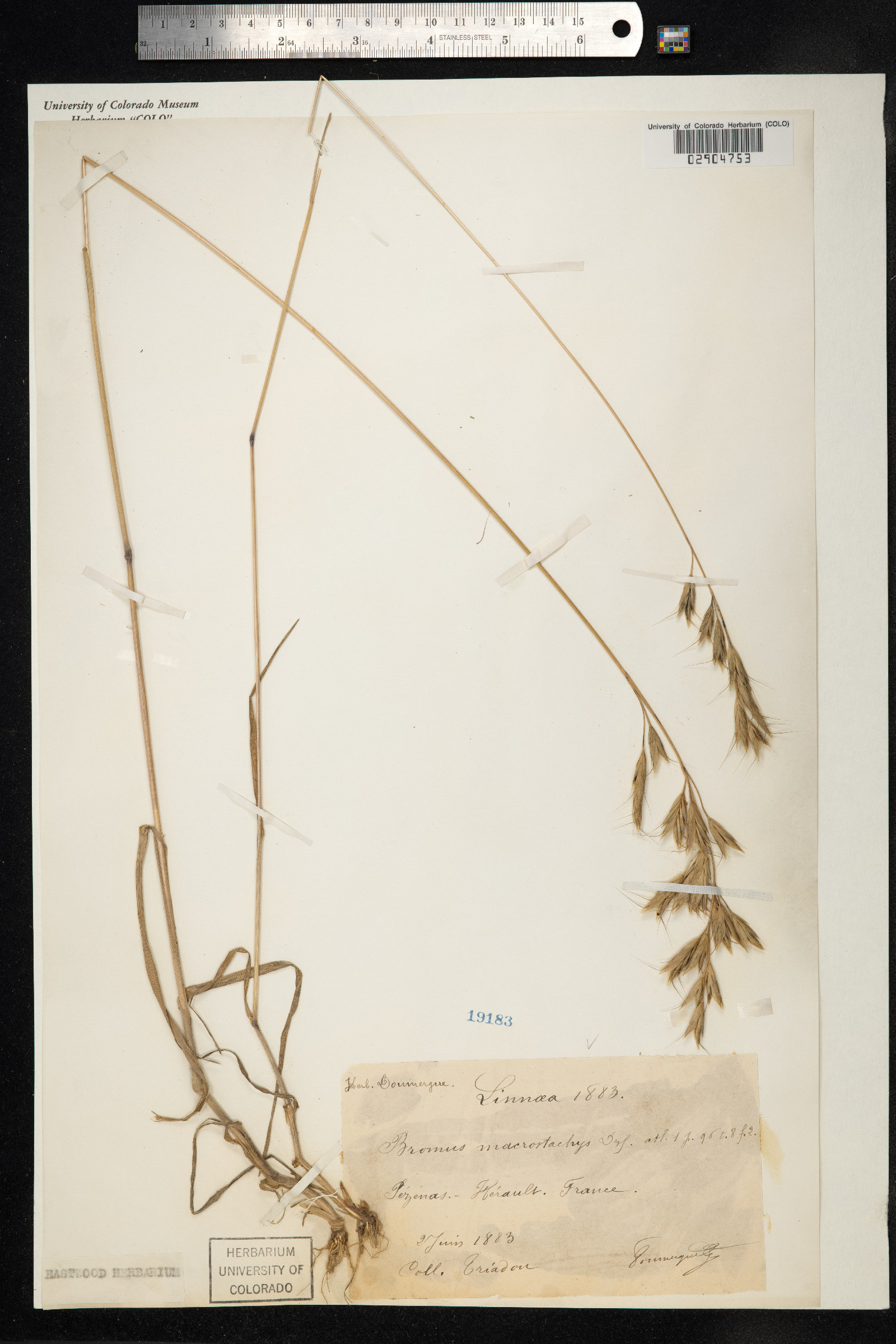 Bromus lanceolatus image
