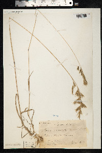 Bromus lanceolatus image