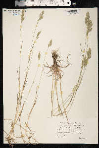 Bromus hordeaceus image