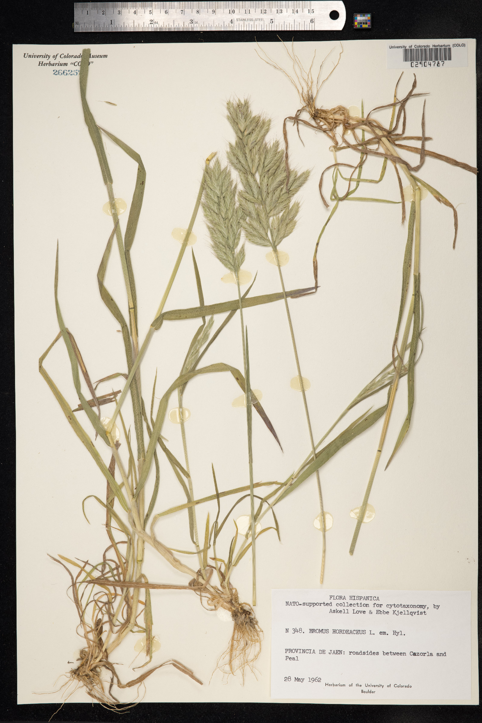 Bromus hordeaceus image