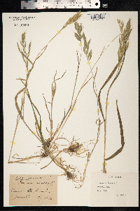 Bromus hordeaceus image