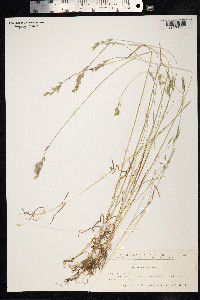 Bromus hordeaceus image