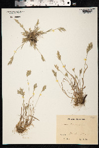 Bromus hordeaceus image