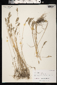 Bromus hordeaceus image