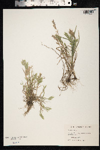Bromus hordeaceus image