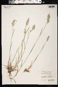 Bromus hordeaceus image