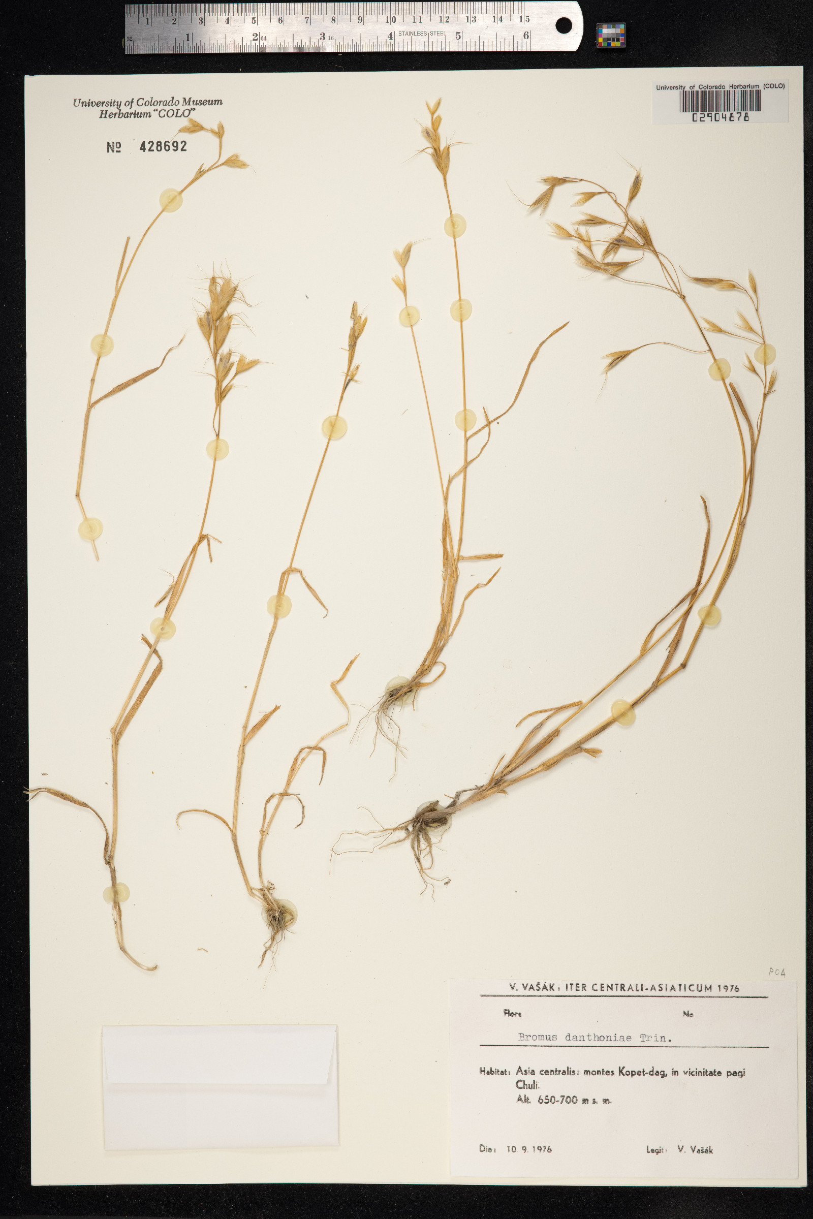 Bromus danthoniae image