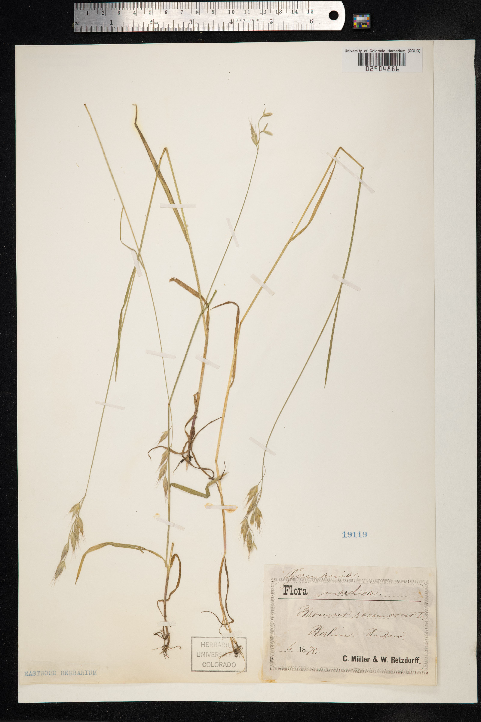 Bromus racemosus image