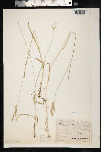 Bromus racemosus image