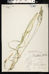 Bromus racemosus image