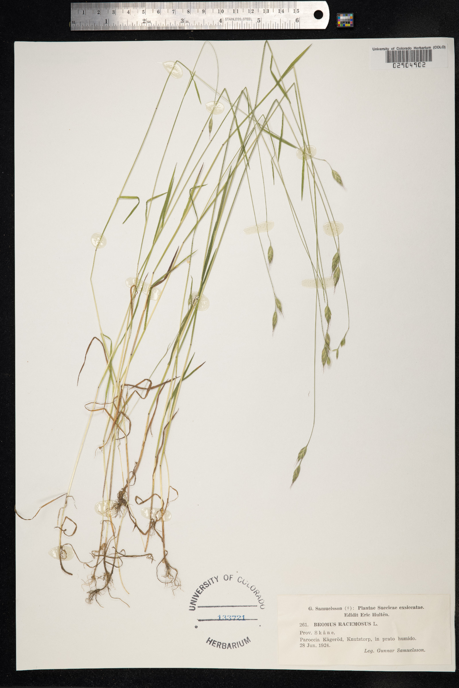 Bromus racemosus image