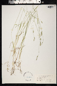 Bromus racemosus image