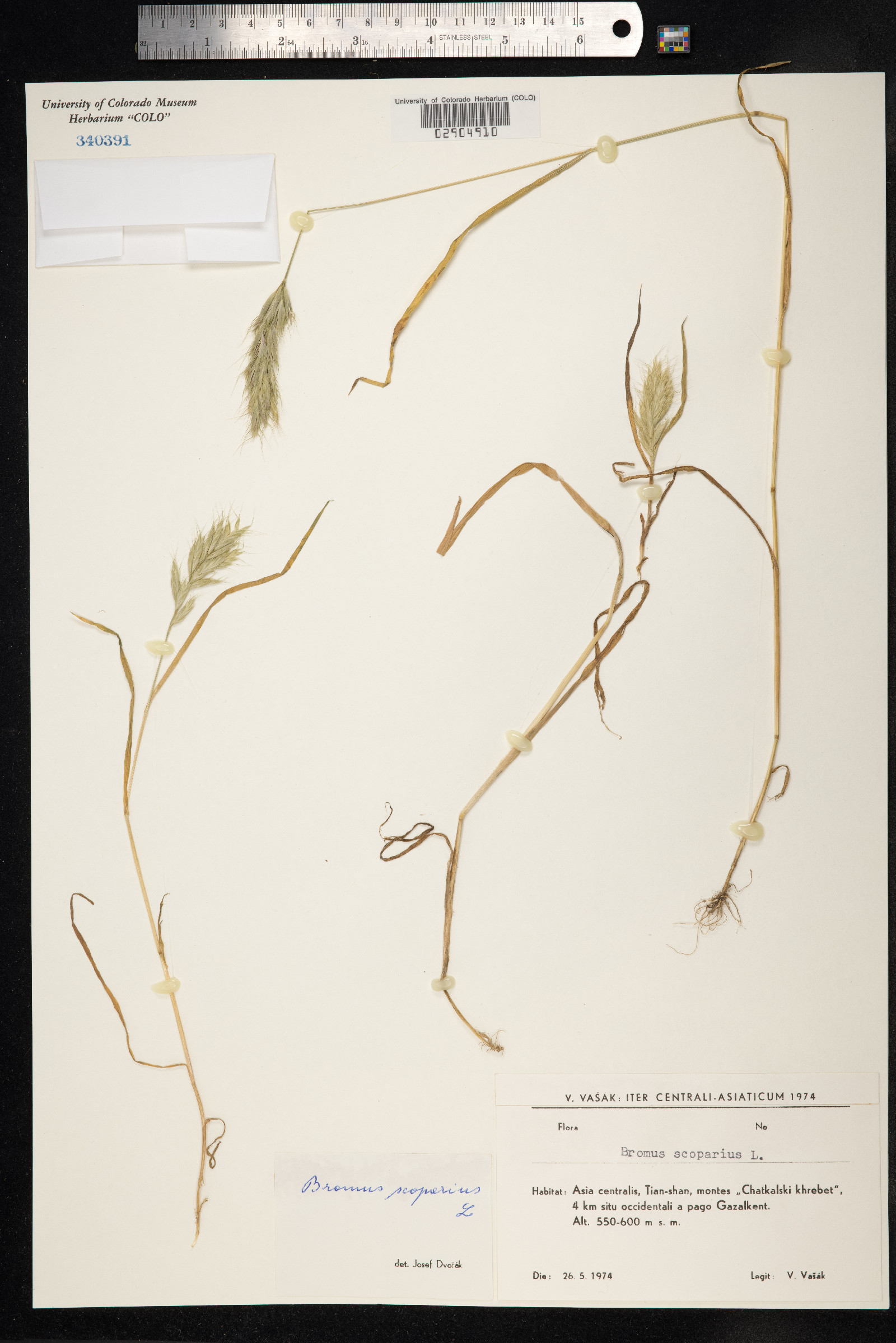 Bromus scoparius image