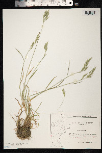 Bromus hordeaceus image