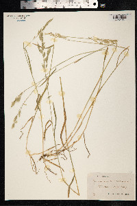 Bromus hordeaceus image