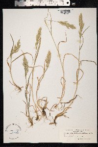 Bromus hordeaceus image