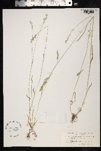Bromus hordeaceus image
