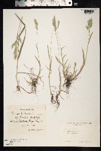 Bromus hordeaceus image