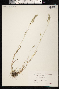 Bromus hordeaceus image