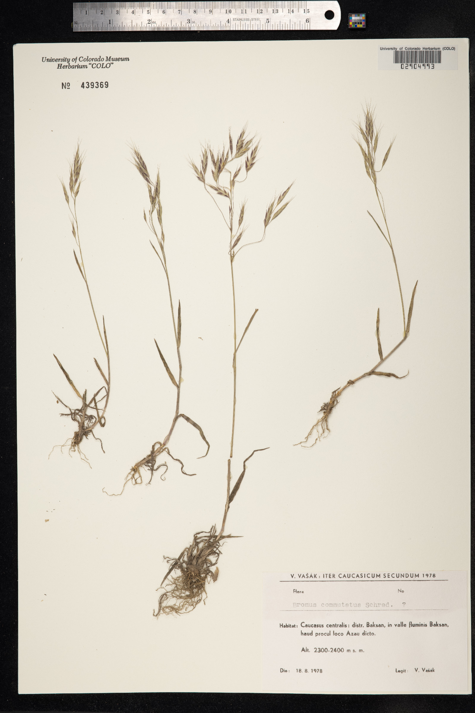 Bromus commutatus image