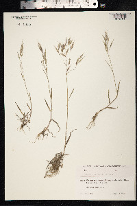 Bromus commutatus image