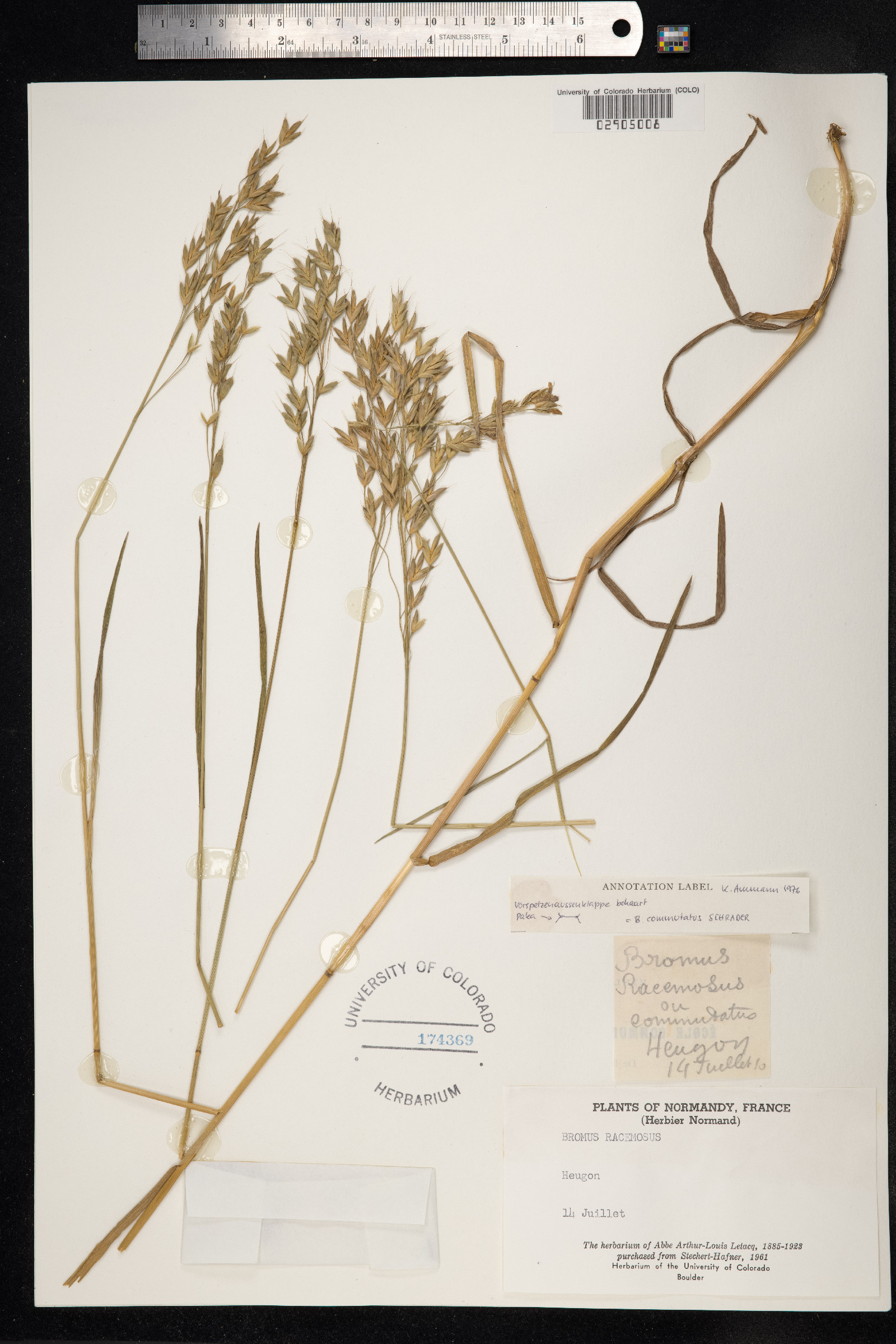 Bromus commutatus image
