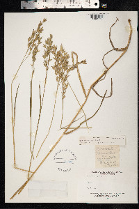 Bromus commutatus image