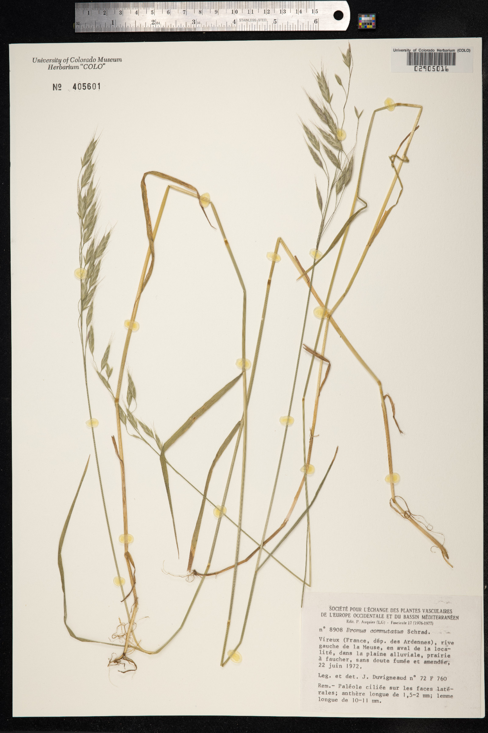 Bromus commutatus image