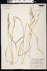 Bromus commutatus image