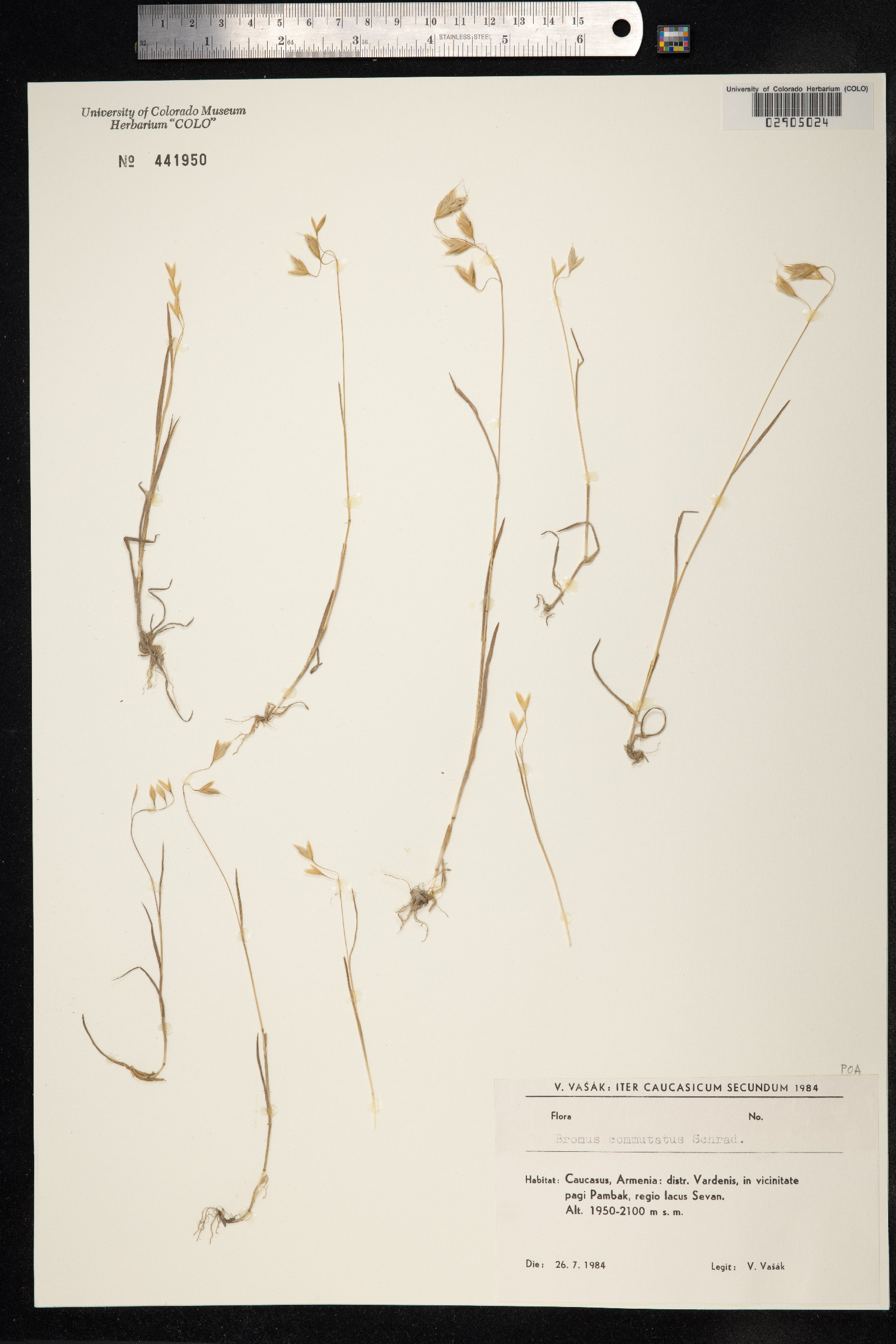 Bromus commutatus image