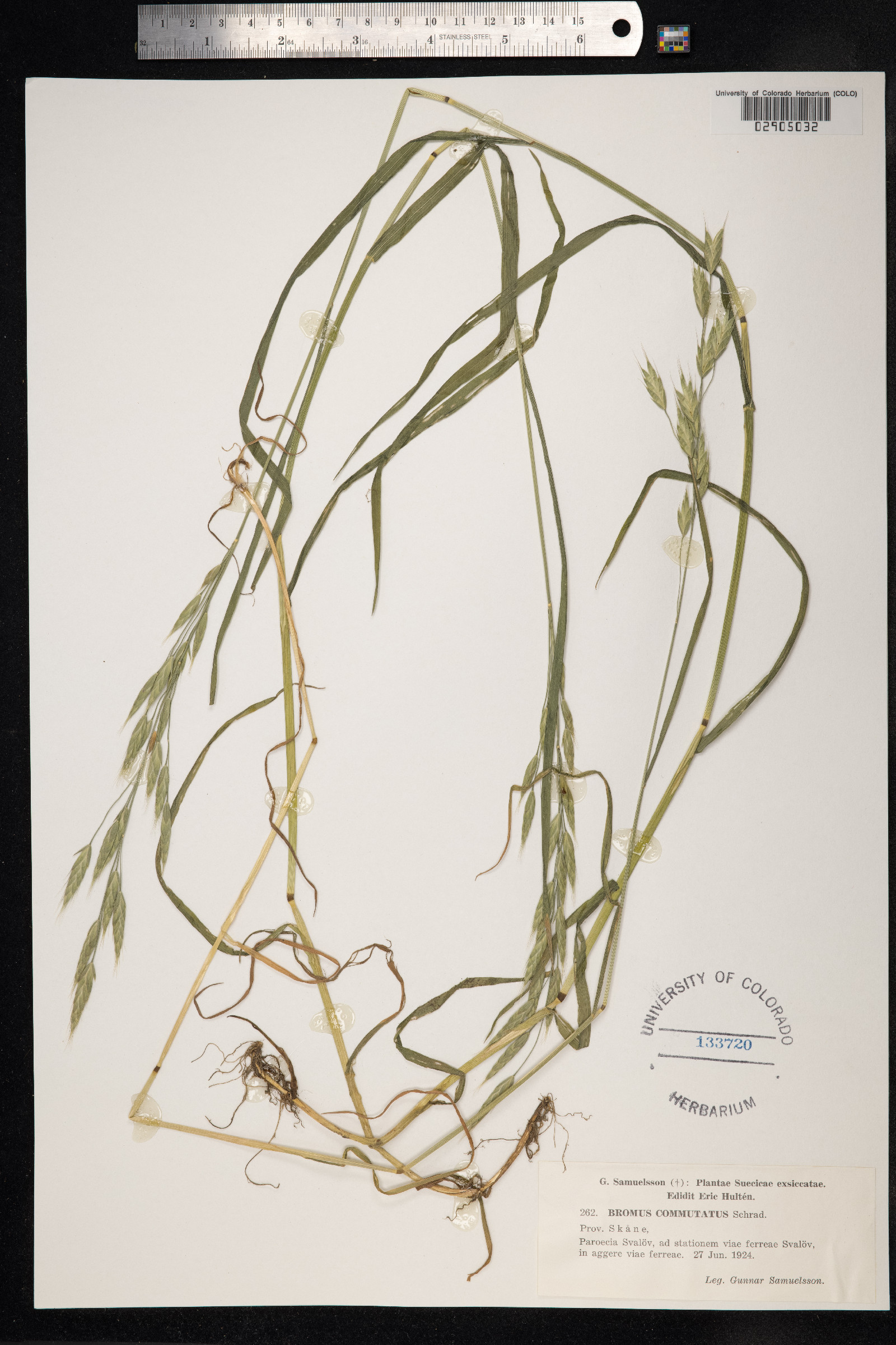 Bromus commutatus image