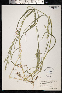 Bromus commutatus image
