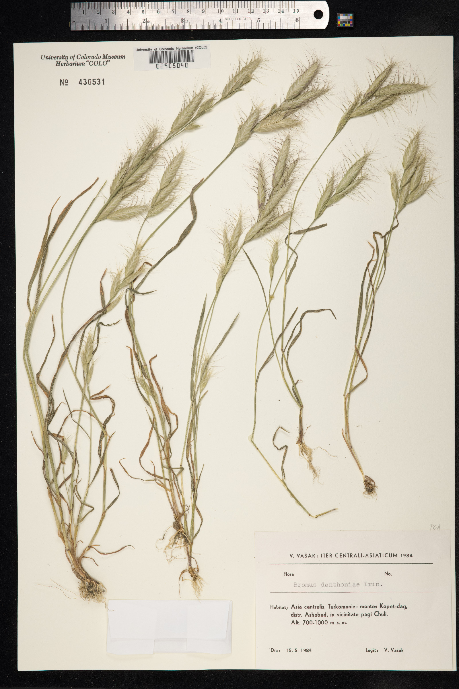 Bromus danthoniae image